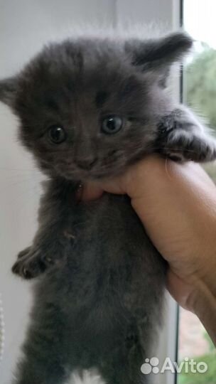 Кошка в дар