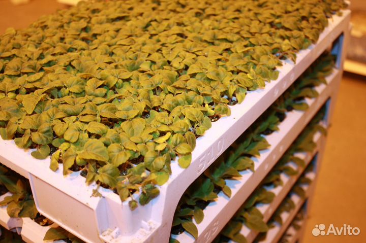 Рассада цветочная, Сеянцы и Черенки