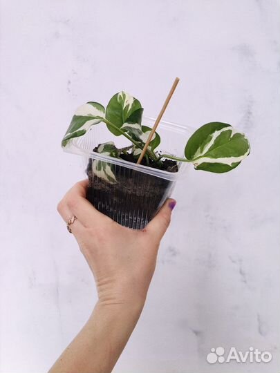 Сциндапсус н джой