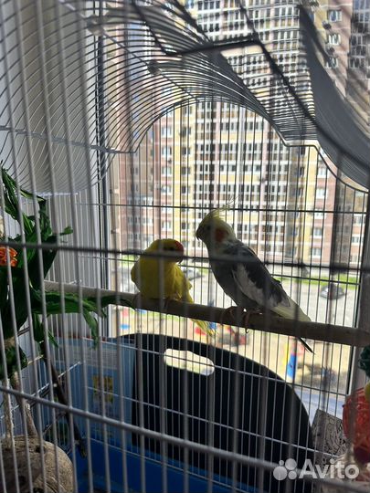 Попугай корелла и какарик