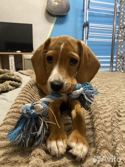 Щенок бигля-кокер спаниеля