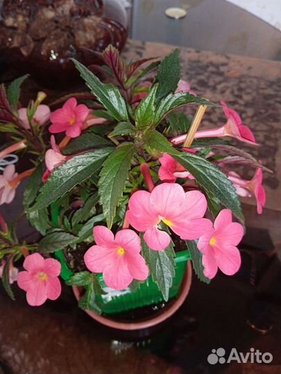 Ахименес Сабрина