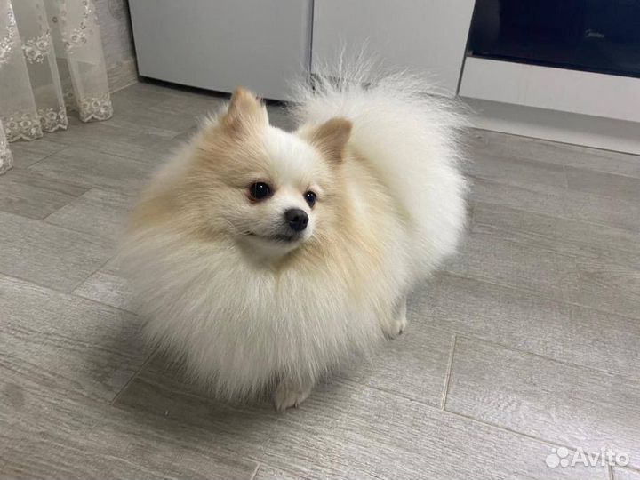 Немецкий шпиц вязка