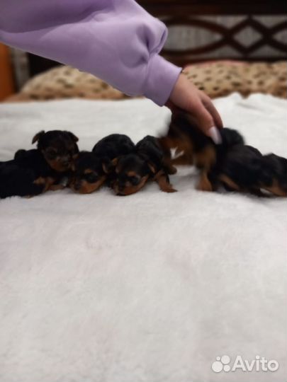 Йоркширский терьер