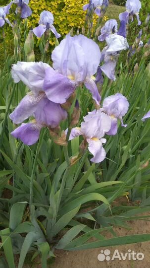 Ирисы бородатые