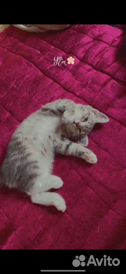 Кошечка в добрые руки