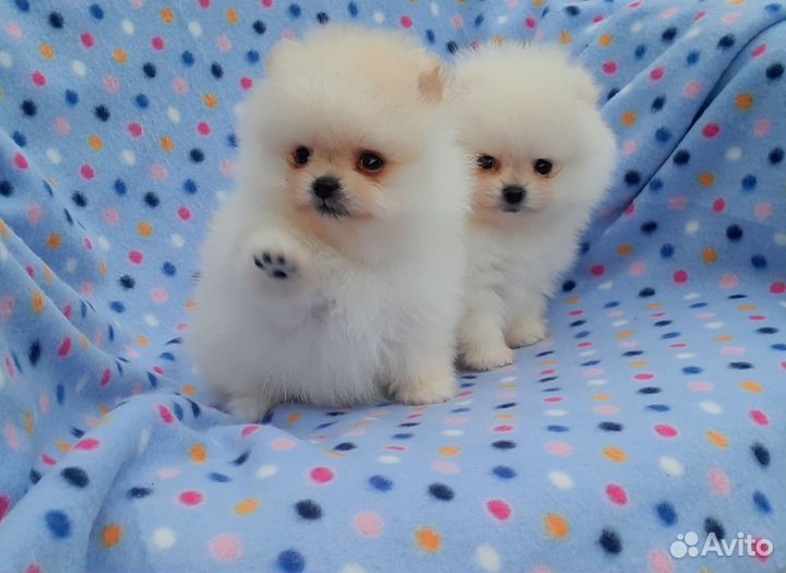 Мишка-померанец