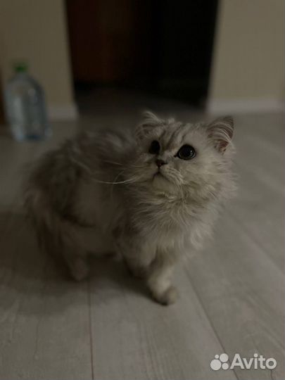 Шотландский кот