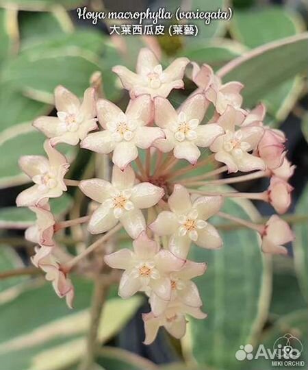 Хойи срез и укорененные три сорта