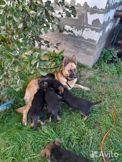 Щенки немецкой овчарки