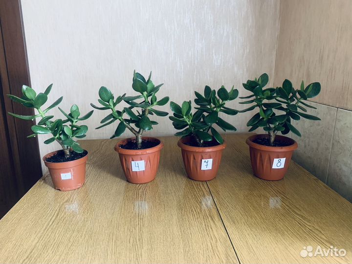 Денежные деревья (Толстянка)