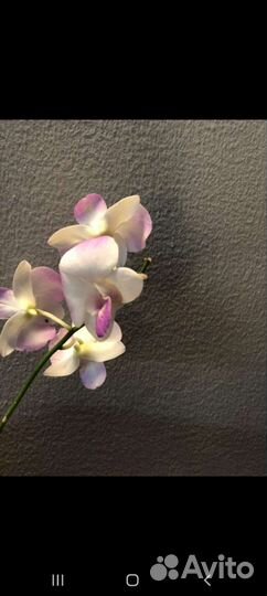 Орхидея дендробиум феленопсис (неприхотливые)