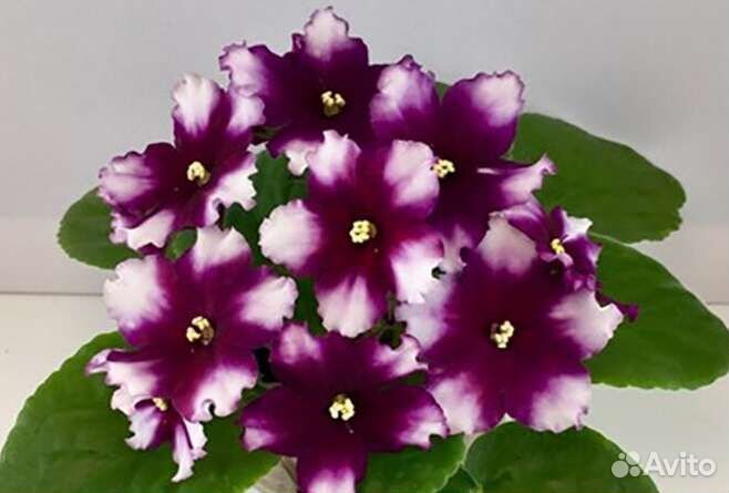 Фиалки набор деток