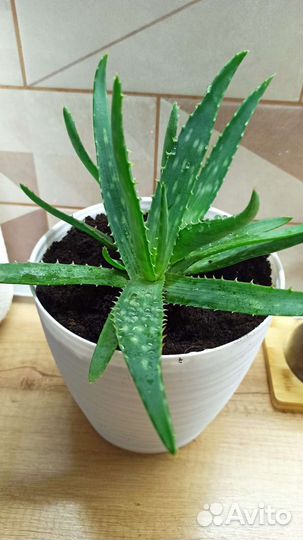 Комнатные цветы алоэ