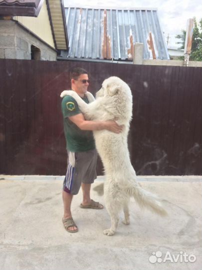 Случка собак