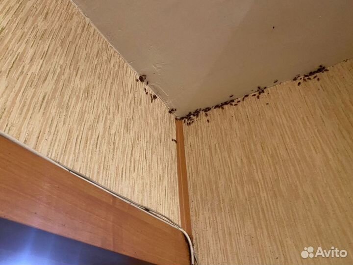 Обработка Клопы Тараканы Клещи Шершни Комары Осы