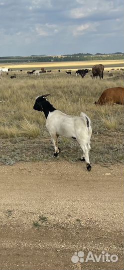 Бурские козлы