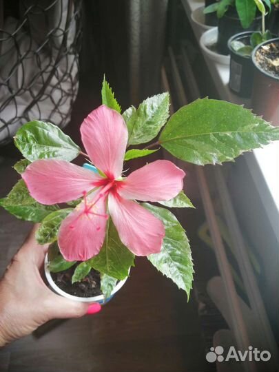 Гибискус розовый