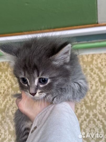 Отдам котенка в добрые руки