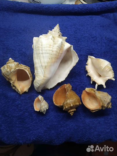 Морские ракушки для интерьера, или в аквариум