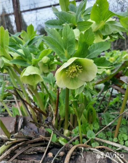 Морозник кавказский