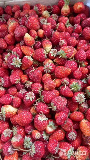 Клубника из Киргизии