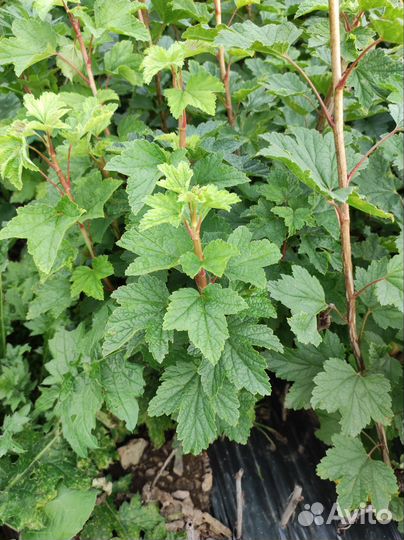 Саженцы красной смородины