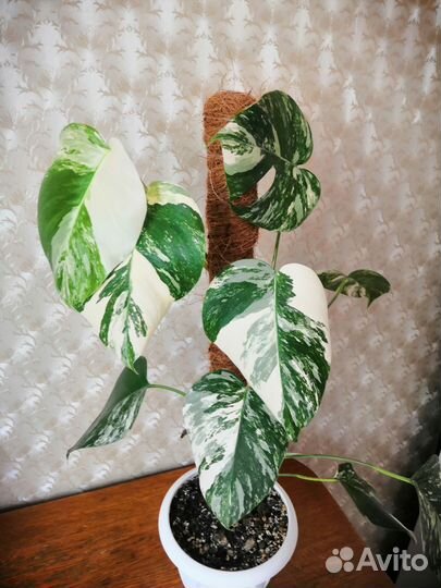 Монстера вариегатная альба