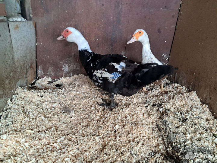 Селезень индоутки