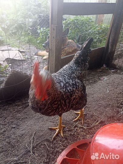 Петух Гризбар