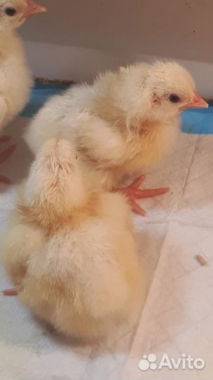 Цыплята бройлеры