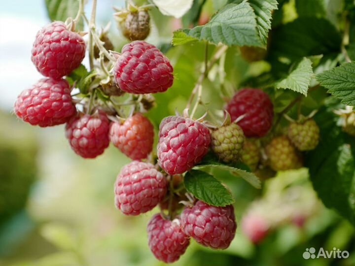 Малина саженцы