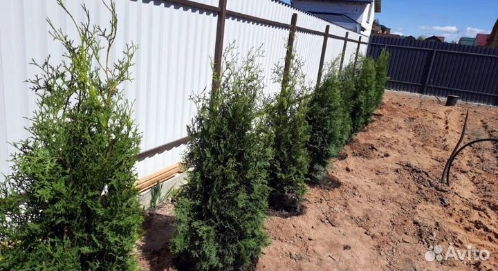 Туя для изгороди