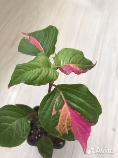 Альтернантера