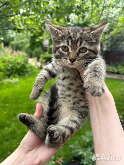 Отдам котенка в добрые руки