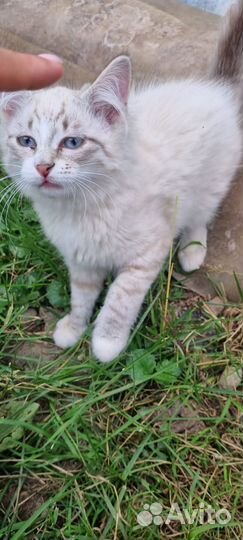 Котята выживают на дачах