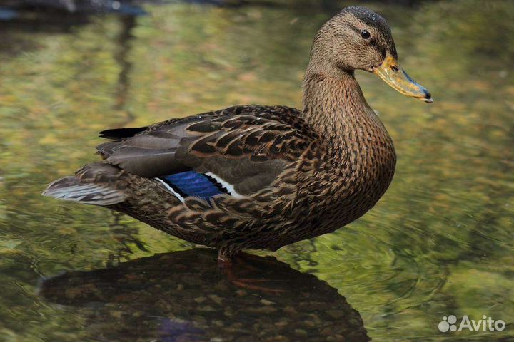 Подсадная утка кряква