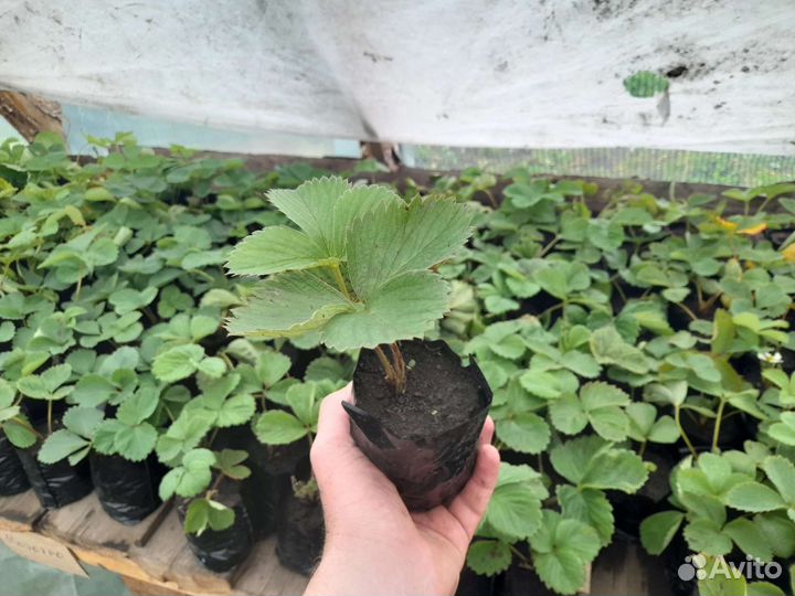 Рассада клубники