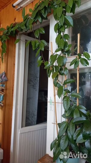 Хойя Карноза