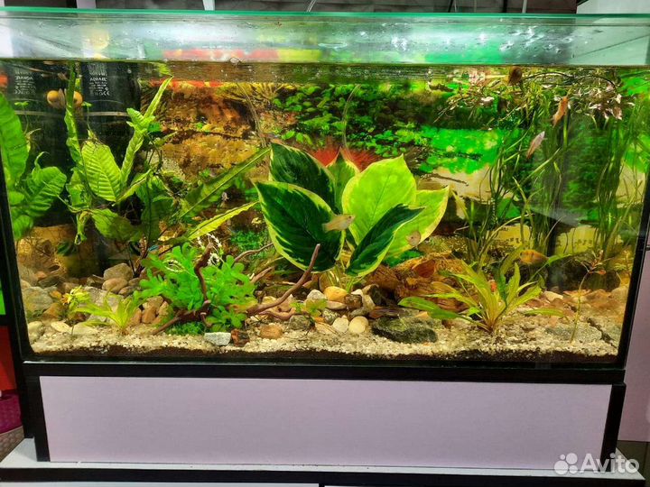 Аквариум