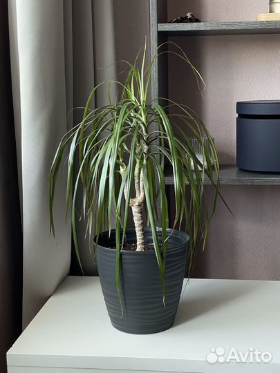 Пальма драцена