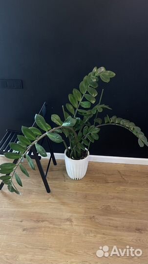 Замиокулькас