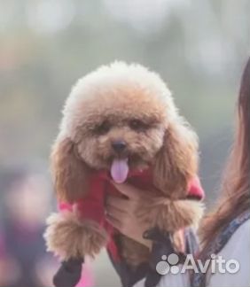 Щенки от сестры Груши пуделя той мишки