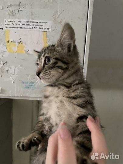 Котята бесплатно