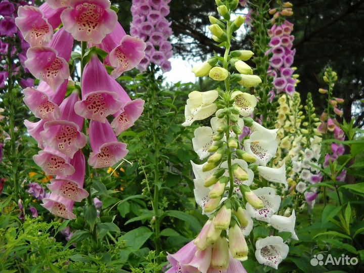 Садовые многолетники