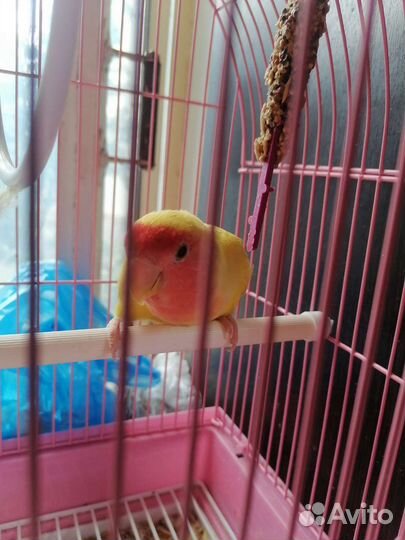 Неразлучник розовощекий