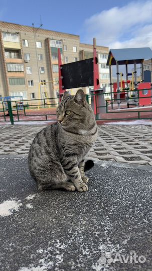 Котик ищет добрых мам и пап