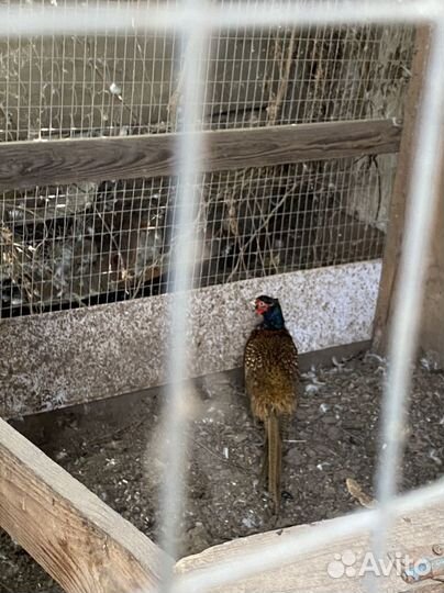 Павлины фазаны