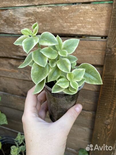 Аптения вариегата