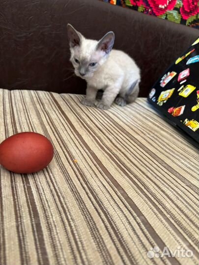 Котик девон рекс